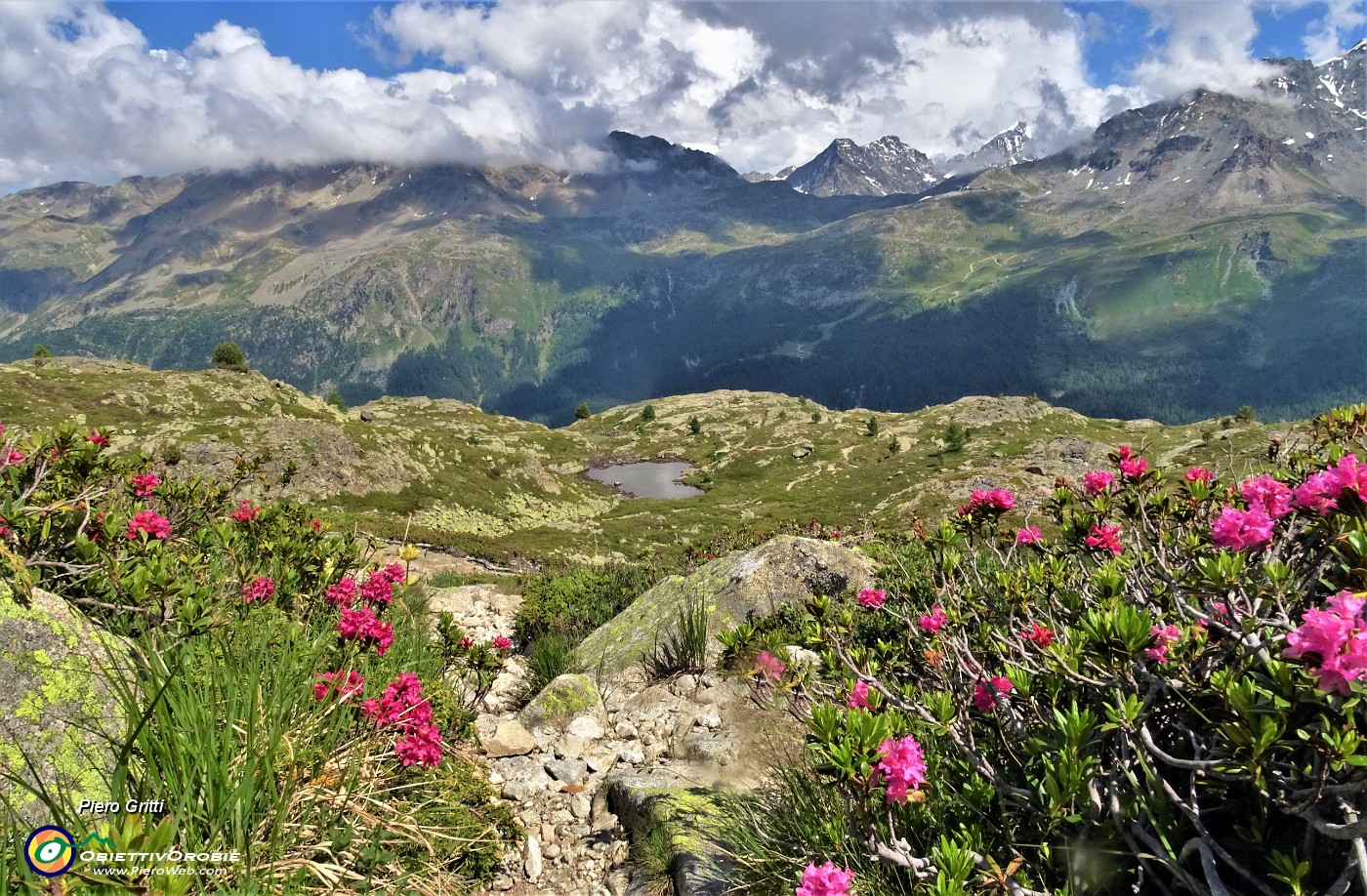 59 Reincontriamo, baciati dal sole, i rododentri rossi.JPG -                                